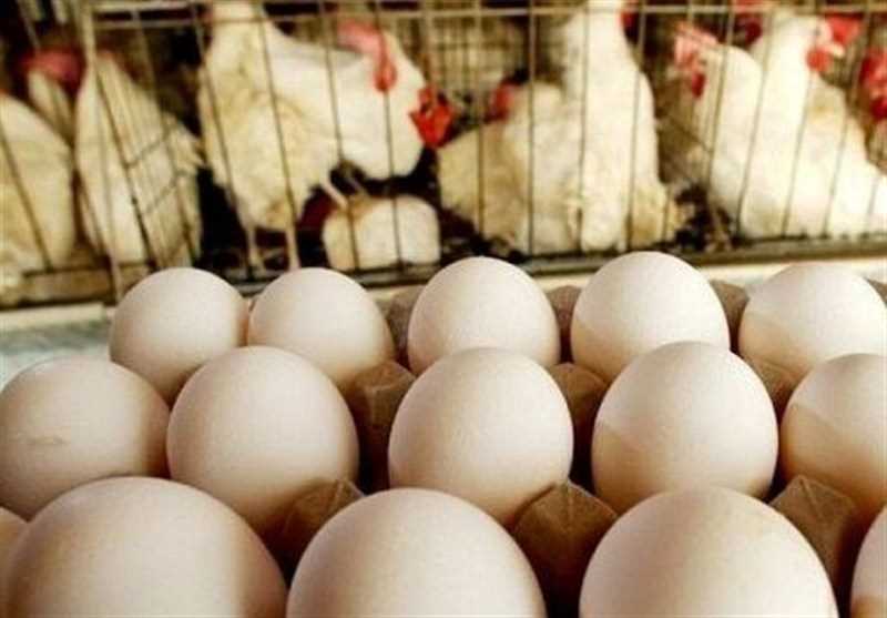 صادرات تخم مرغ از سرگرفته شد