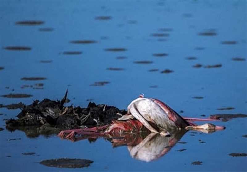 آنفلوآنزای فوق حاد پرندگان در مازندران مشاهده نشد