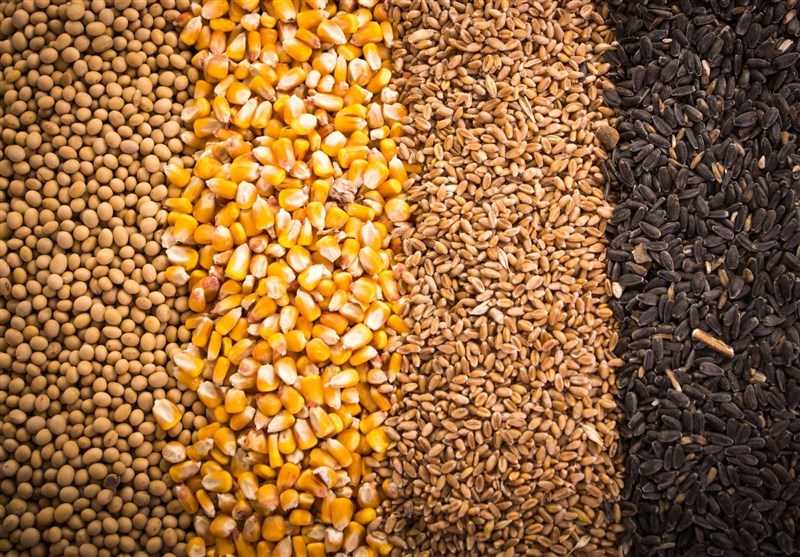 نهاده‌ دامی کشور تا پایان سال تامین است