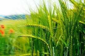 توزیع ۶ تن بذر جو گواهی‌شده رقم «صحرا» در بهشهر  